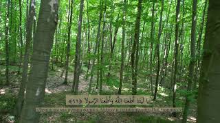 Ахмад Хадр  -  Аль-Ахзаб (59-73) | Сура Союзники | Forest 4K