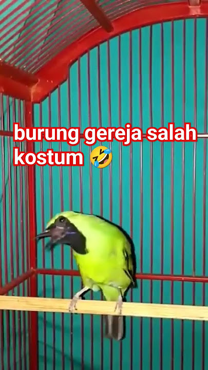 cucak ijo isian gereja tarung GIVEAWAY CUCAK IJO CARANYA SUBSCRIBE LIKE KOMEN BEBAS