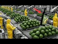 Inside the Avocado Oil Factory: From Fruit to Bottle 🥑 (Full Factory Process)
