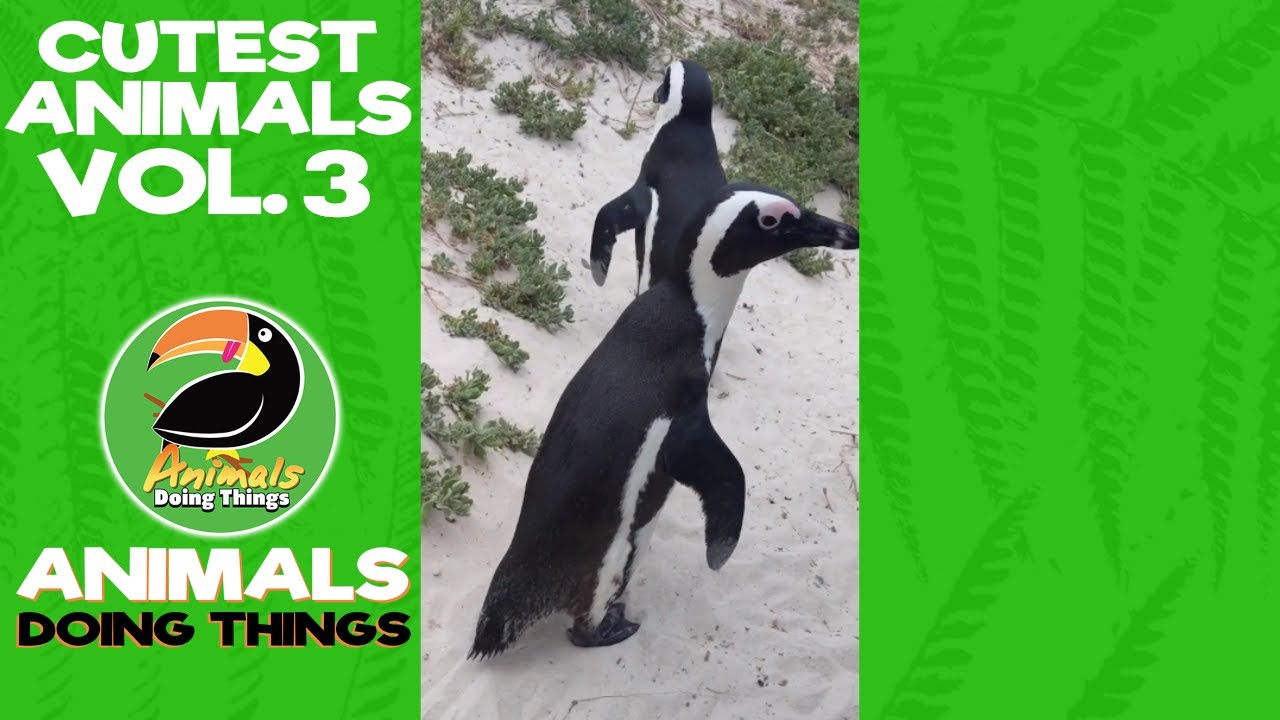 Cutest Animals Vol. 3 Compilation | Funniest Animals Doing Things