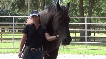 Join up with Horses: What does it Mean in Horse Training