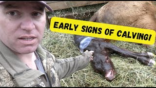 Early Signs of Calving: Udder Development, Springing , and Loosening Ligaments! by Sweet Briar Farm 432 views 1 month ago 8 minutes, 34 seconds