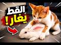 جبت لريكو أرنب وندمت  mp3