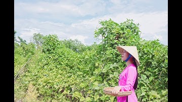 Đi câu cá rô đồng về nấu bữa cơm đạm bạc  ( Go fishing anabas ) #Bepcobong #Mientay #Dongthap