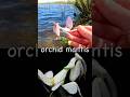 Kids Learn at the Lake | Bug Insect Names: Dragonfly Mosquito Praying Mantis Slug Orchid Mantis