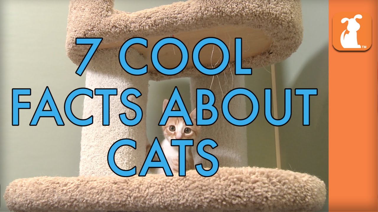 fishing cat fun facts 7 Cool Facts About Cats