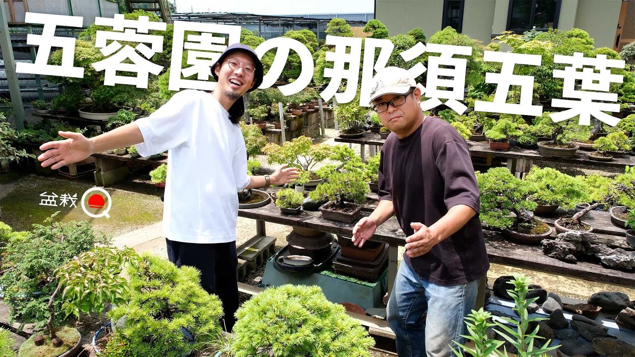 【関税込み】Bonsai グリーン&ブルー Bloom フーディ Summer Bonsai with Easy-to-Find Young Trees – A Cool