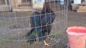 Qaib Zoo Nraug, February 2024