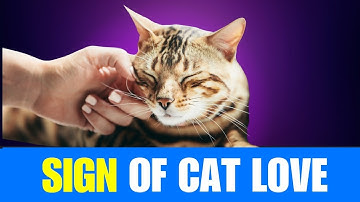 Decode Your Cat’s Love Language: 10 Subtle Ways They Show Affection