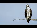 Peregrine Falcon Attempts to Steal Prey from Osprey