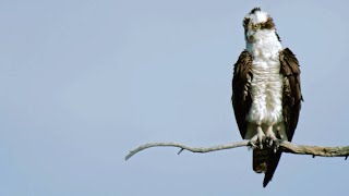 Peregrine Falcon Attempts to Steal Prey from Osprey