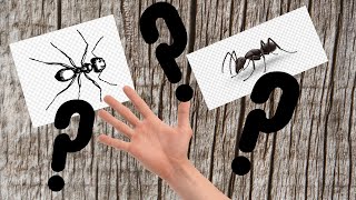 Can Carpenter Ants Rip Through Human Flesh? Myth #1