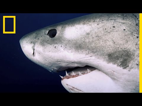 Deep Blue, le plus grand requin blanc du monde enfin retrouvé ?