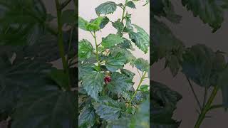 Hibiscus red flower in kitchen garden kitchingarden garden