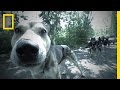 The Greatest Sled Dog - Deleted Scene | Life Below Zero