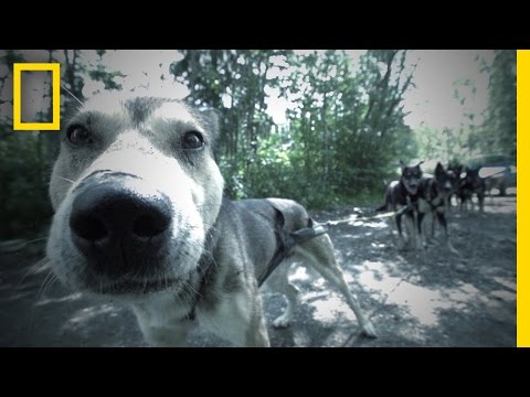 The Greatest Sled Dog - Deleted Scene | Life Below Zero Instructional Video The Greatest Sled Dog - Deleted Scene | Life Below Zero Instructional Video