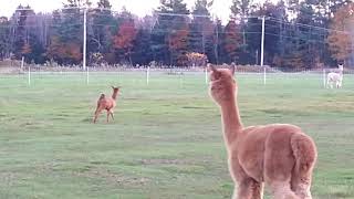 Alpacas pronking through the air