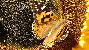 سورة المطففين الشيخ عبد الرحمن السديس sourate almoutafifine