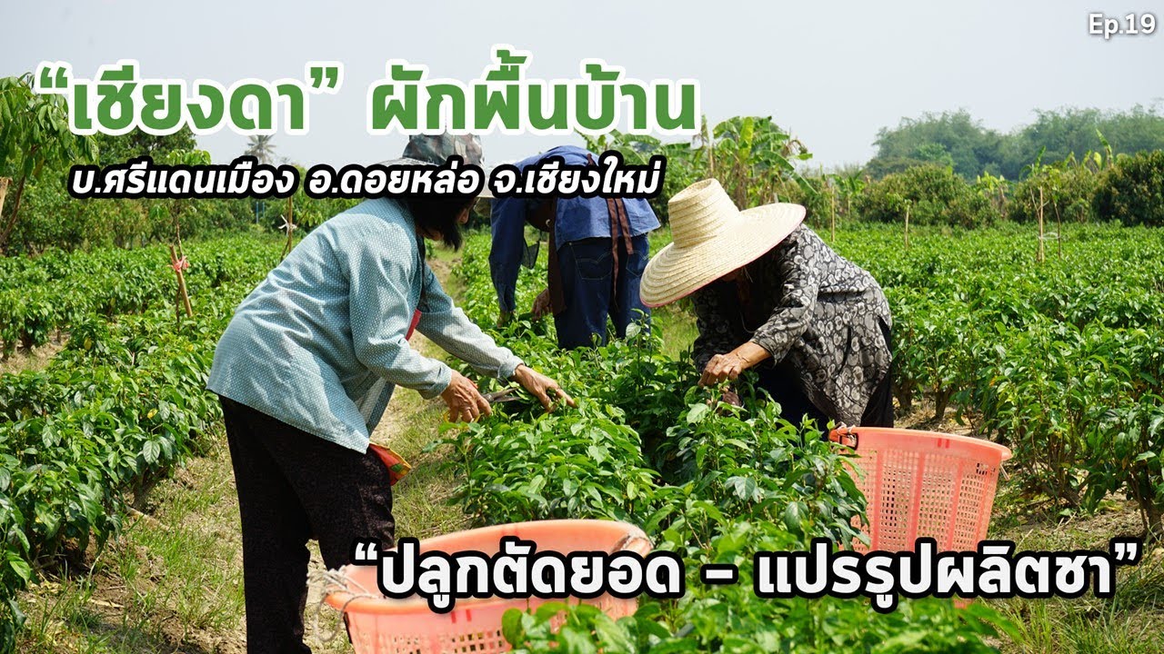 “เชียงดา” ผักพื้นบ้าน บ.ศรีแดนเมือง จ.เชียงใหม่ ปลูกตัดยอด – แปรรูปผลิตชา : Matichon TV