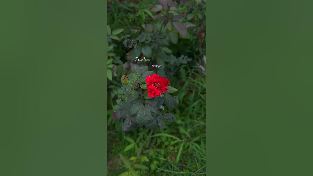 #short #shorts #shortvideo #viral #viralshort #viralshorts #viralvideos #viralreels