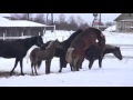 Свободная случка лошадей. Зоотехника. Зоопсихология.