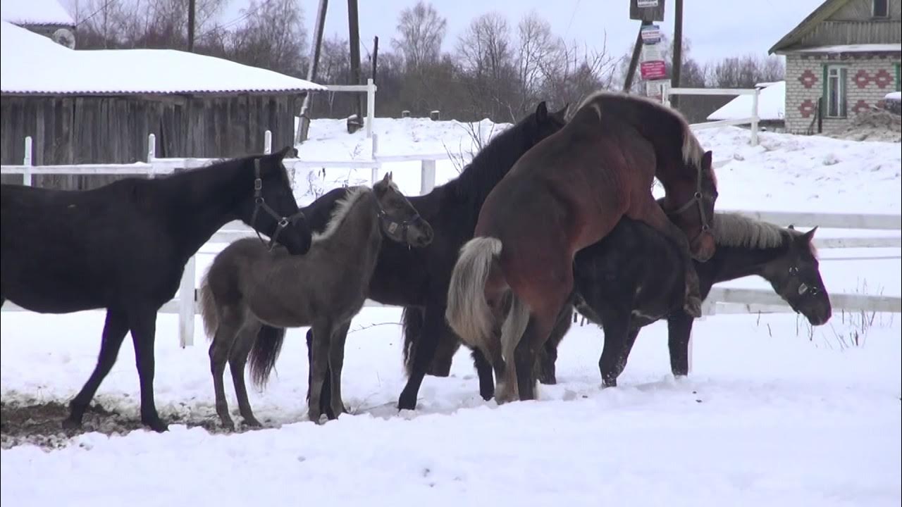 Free mating horses. Animal science. - YouTube