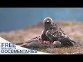 The Golden Eagle - King Of The Mountains