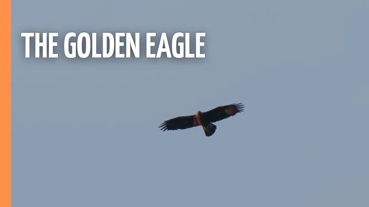 The Golden Eagle - King Of The Mountains | Full Documentary
