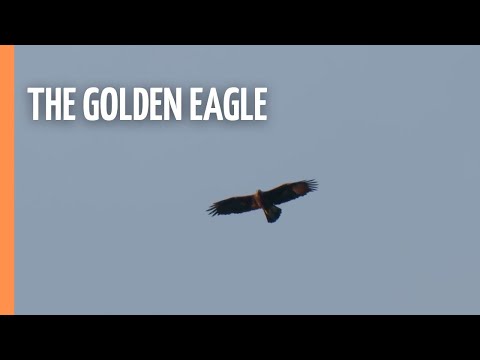 The Golden Eagle: King of the Mountains