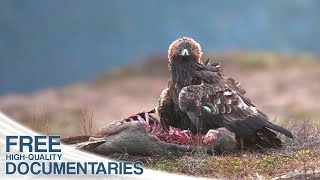 The Golden Eagle  King Of The Mountains