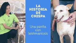 La historia de Chispa: una perrita con leishmaniosis