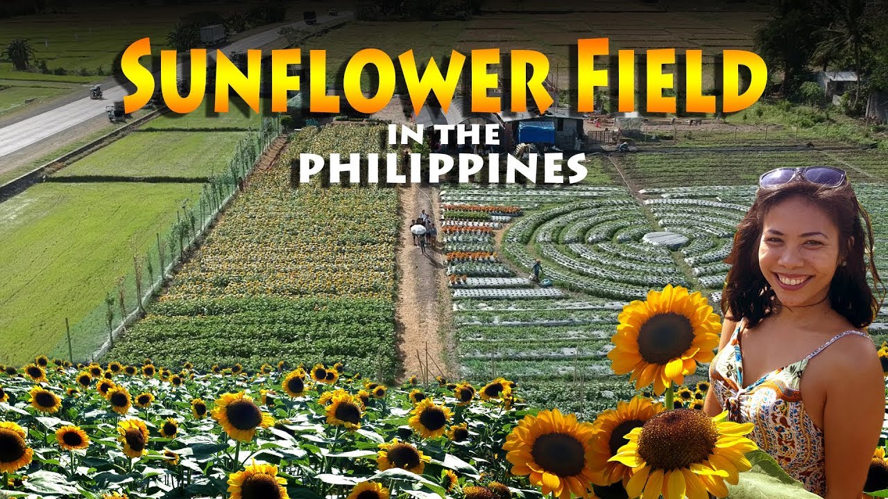 Sunflower Field Girasoles Farm