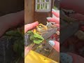 Mini Dinossauros | Miniatura que Morde o Dedo | Baby Colecionável | Kit com 4, 8 ou 12 Unidades