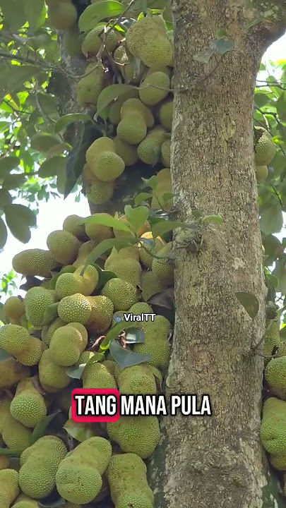 Balut ei ngn pokok² skali..sonang citor..