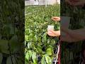 Techniques To Grow Large Size Of Orchid Flowers Farming Flower Techniques To Grow Large Size Of Orchid Flowers Farming Flower