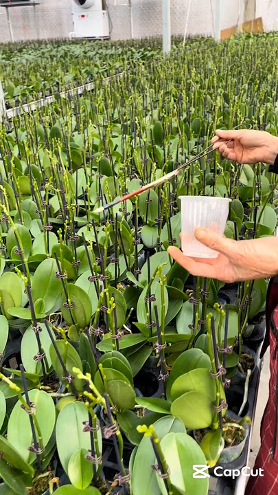 Techniques  To Grow Large Size Of Orchid Flowers #farming #flower