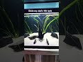#subscribe #fortnite #funny #views #nba #nba #fish #bike #amnewbutnottheleast #viral