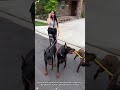 The best bodyguard 🔥❤️🦮🐶🐾 #dog #dogcoach #pitbull #k9master #k9 #pets #doglife