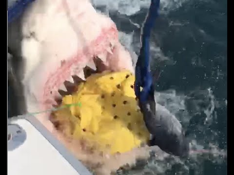 Great white shark shocks New Jersey fishermen