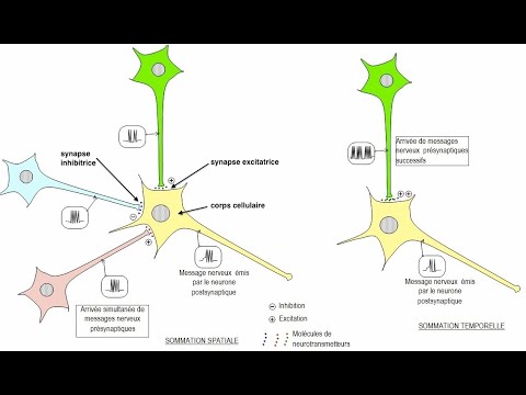 L'intégration synaptique des messages nerveux : sommation spatiale et temporelle