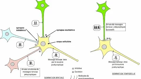 Comment se fait l'intégration synaptique ?