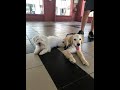 Dogs training singapore  golden retriever  maltese x shih tzu