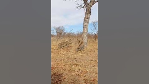 Hyenas Close in on Fighting Leopards!