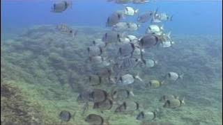 Download lagu El Hierro 2009