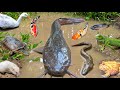Catching Big Catfish In The Hole There Are Ornamental Fish Koi Fish Snakehead Fish Eels Turtles Catching Big Catfish In The Hole There Are Ornamental Fish Koi Fish Snakehead Fish Eels Turtles
