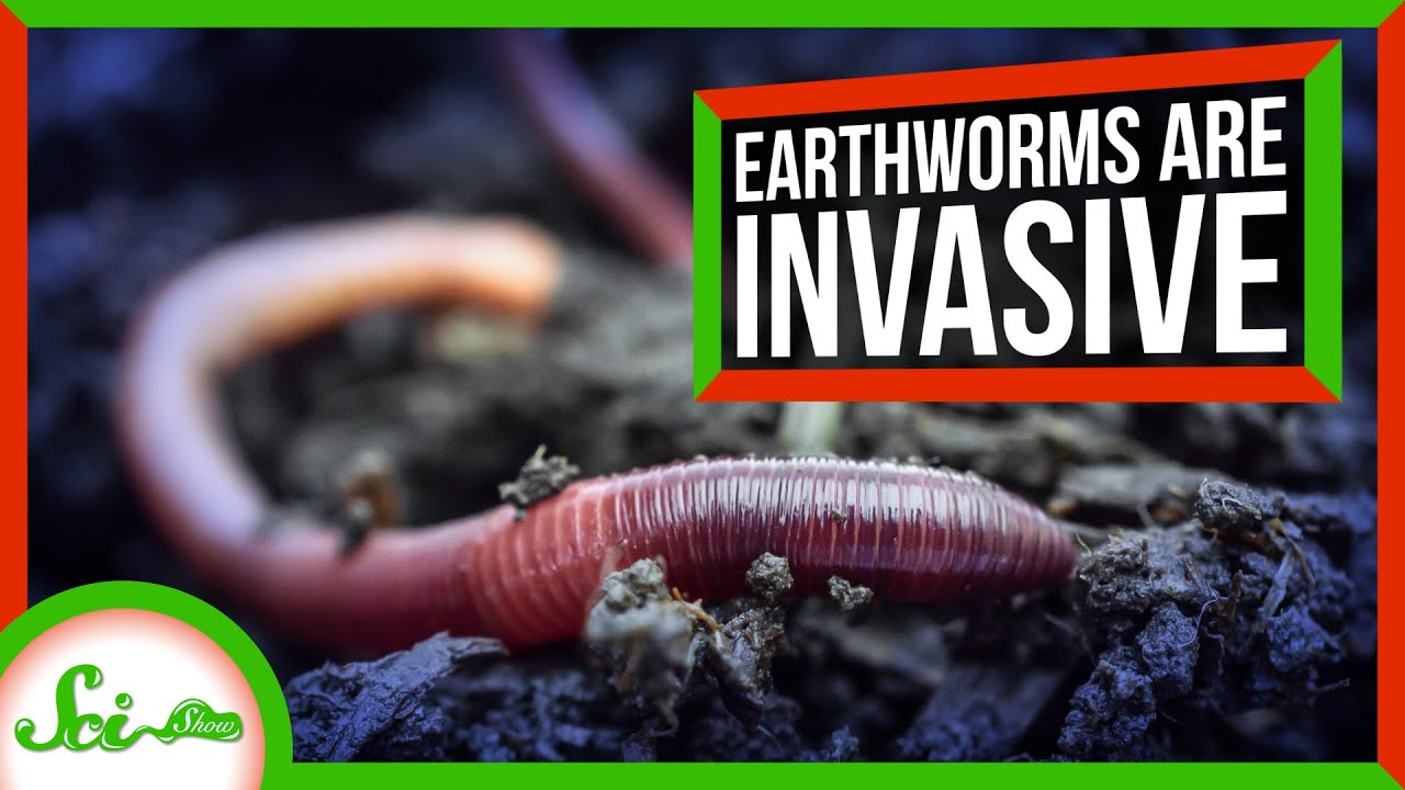 North America's Destructive, Invasive… Earthworms 