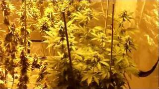 MMJ Grow Op #2