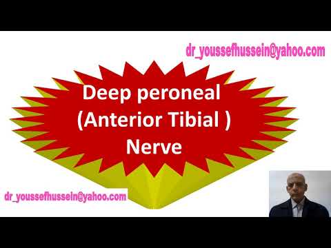 20. Deep peroneal nerve | Anterior tibial nerve | Foot drop | Extensor retinaculum