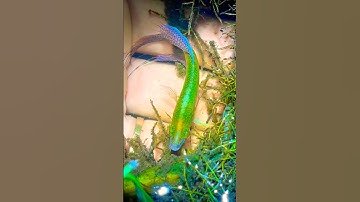 Chinh phục cá bảy trầu #shorts #short