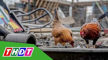 Tăng cường công tác phòng, chống cúm gia cầm lây sang người | THDT